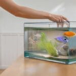 Comment déménager un aquarium en toute sécurité ?