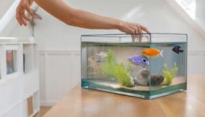 Comment déménager un aquarium en toute sécurité ?