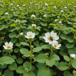 découvrez les différences entre coton bio, recyclé et traditionnel pour choisir des vêtements respectueux de l'environnement et adopter une mode plus durable.