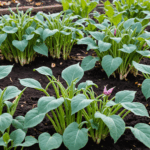 découvrez le légume méconnu préféré des jardiniers experts pour booster vos récoltes et maximiser la production de votre potager facilement.