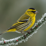 découvrez notre guide pratique pour attirer et soutenir ce petit visiteur jaune dès décembre, avec des conseils simples et efficaces pour l'accueillir chez vous.