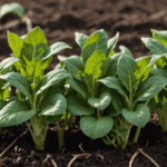 découvrez comment une taille de semis mal maîtrisée peut nuire à la réussite de vos épinards d’hiver et apprenez les astuces pour optimiser leur croissance.