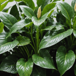 découvrez comment le froid peut rendre certaines plantes d'intérieur décoratives toxiques sous l'effet du gel et apprenez à les protéger pour préserver votre intérieur.