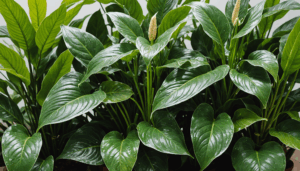 découvrez comment le froid peut rendre certaines plantes d'intérieur décoratives toxiques sous l'effet du gel et apprenez à les protéger pour préserver votre intérieur.