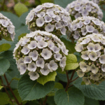 découvrez pourquoi beaucoup abîment leurs hortensias en suivant un conseil erroné. apprenez à bien prendre soin de vos hortensias pour éviter les erreurs courantes et garder vos plantes magnifiques.