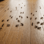 découvrez le secret efficace qui m'a permis de faire fuir toutes les fourmis de ma maison sans les tuer ni laisser de traces, pour un intérieur propre et sans insectes.