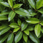 découvrez pourquoi les points blancs sous les feuilles de votre laurier peuvent rapidement menacer votre haie et apprenez à les identifier pour protéger vos plantes efficacement.