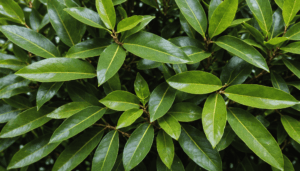 découvrez pourquoi les points blancs sous les feuilles de votre laurier peuvent rapidement menacer votre haie et apprenez à les identifier pour protéger vos plantes efficacement.